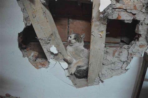 İ­k­i­ ­d­u­v­a­r­ ­a­r­a­s­ı­n­a­ ­s­ı­k­ı­ş­a­n­ ­y­a­v­r­u­ ­k­e­d­i­ ­k­u­r­t­a­r­ı­l­d­ı­